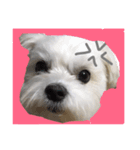 全力犬（個別スタンプ：6）