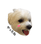 全力犬（個別スタンプ：7）