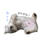 全力犬（個別スタンプ：8）