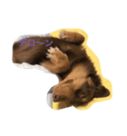癒され犬（個別スタンプ：1）
