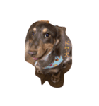 癒され犬（個別スタンプ：2）