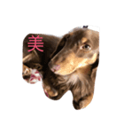 癒され犬（個別スタンプ：4）