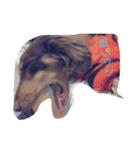 癒され犬（個別スタンプ：5）