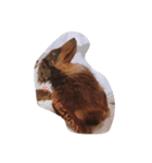 癒され犬（個別スタンプ：6）