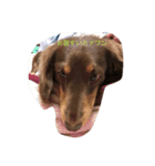 癒され犬（個別スタンプ：7）