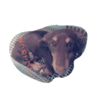 癒され犬（個別スタンプ：8）