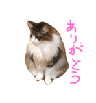 メル ☆ ノア  その2（個別スタンプ：7）