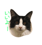 メル ☆ ノア  その2（個別スタンプ：9）