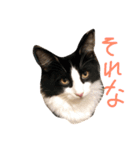 メル ☆ ノア  その2（個別スタンプ：11）