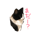 メル ☆ ノア  その2（個別スタンプ：16）
