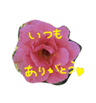 元気になれる彩りお花スタンプです♪（個別スタンプ：8）