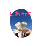 元気になれる彩りお花スタンプです♪（個別スタンプ：9）