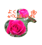 元気になれる彩りお花スタンプです♪（個別スタンプ：12）