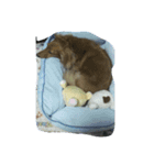 かわいいダックスロビタマ（個別スタンプ：7）