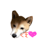 柴犬くま（個別スタンプ：1）