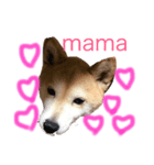 柴犬くま（個別スタンプ：2）