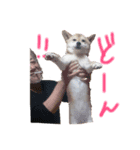 柴犬くま（個別スタンプ：3）