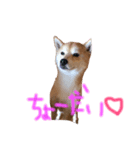 柴犬くま（個別スタンプ：4）