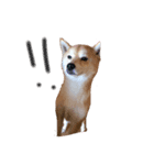 柴犬くま（個別スタンプ：5）