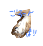 柴犬くま（個別スタンプ：6）
