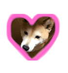 柴犬くま（個別スタンプ：7）