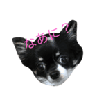 チワワのチロちゃん（個別スタンプ：1）