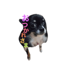 チワワのチロちゃん（個別スタンプ：7）