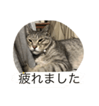 猫の写真であいさつ（個別スタンプ：6）