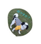 さとちんファミリー（個別スタンプ：3）