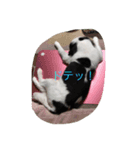 さとちんファミリー（個別スタンプ：8）