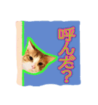 4にゃん十色（個別スタンプ：1）