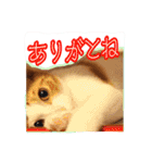 4にゃん十色（個別スタンプ：2）