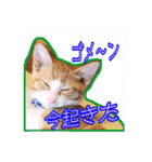 4にゃん十色（個別スタンプ：3）