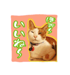 4にゃん十色（個別スタンプ：5）