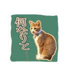 4にゃん十色（個別スタンプ：7）
