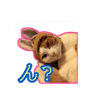 4にゃん十色（個別スタンプ：10）