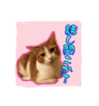 4にゃん十色（個別スタンプ：12）