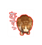 4にゃん十色（個別スタンプ：13）