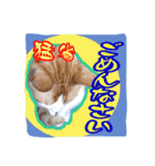 4にゃん十色（個別スタンプ：15）