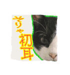 4にゃん十色（個別スタンプ：16）