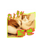4にゃん十色（個別スタンプ：19）