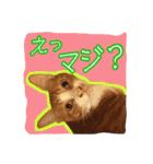 4にゃん十色（個別スタンプ：20）