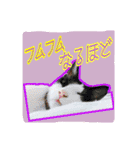 4にゃん十色（個別スタンプ：21）