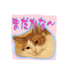 4にゃん十色（個別スタンプ：24）