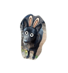 The black dog.（個別スタンプ：1）