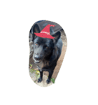 The black dog.（個別スタンプ：3）