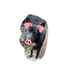 The black dog.（個別スタンプ：4）