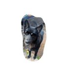 The black dog.（個別スタンプ：6）