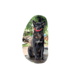 The black dog.（個別スタンプ：11）