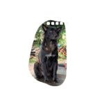 The black dog.（個別スタンプ：13）